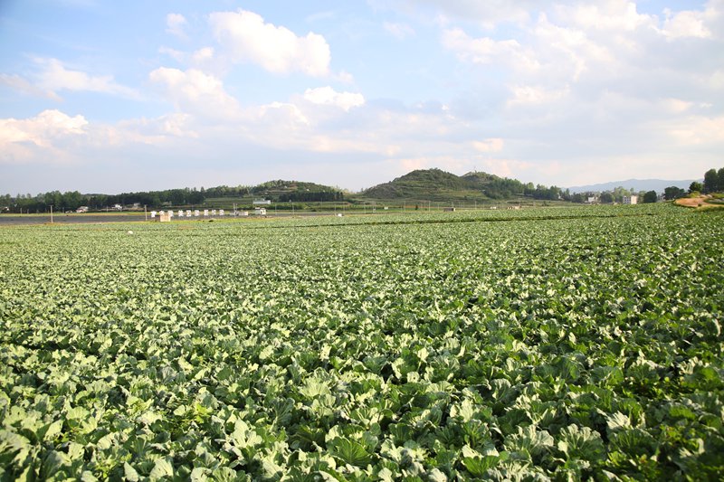 草海鎮卯關村長勢良好的蔬菜基地一角。