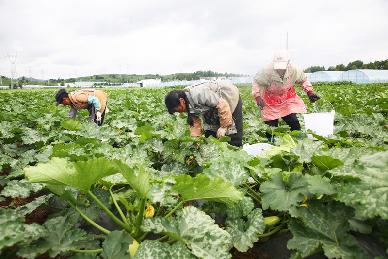 務工村民正在采摘小瓜。