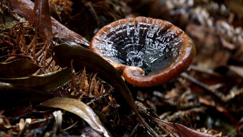 靈芝長勢良好。