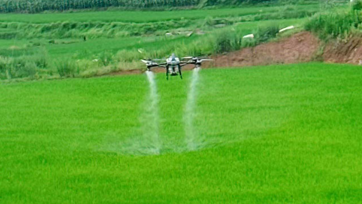無人機噴灑藥物。