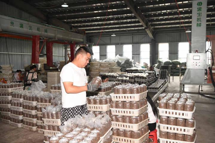 黔赫堂菌業負責人檢查菌棒生產情況。閔罡  攝.jpg