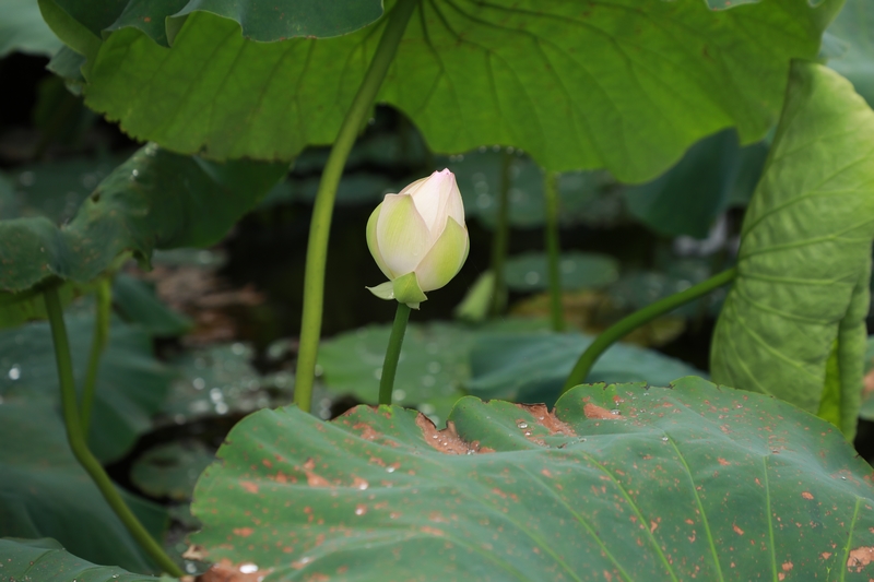 小荷才露尖尖角。