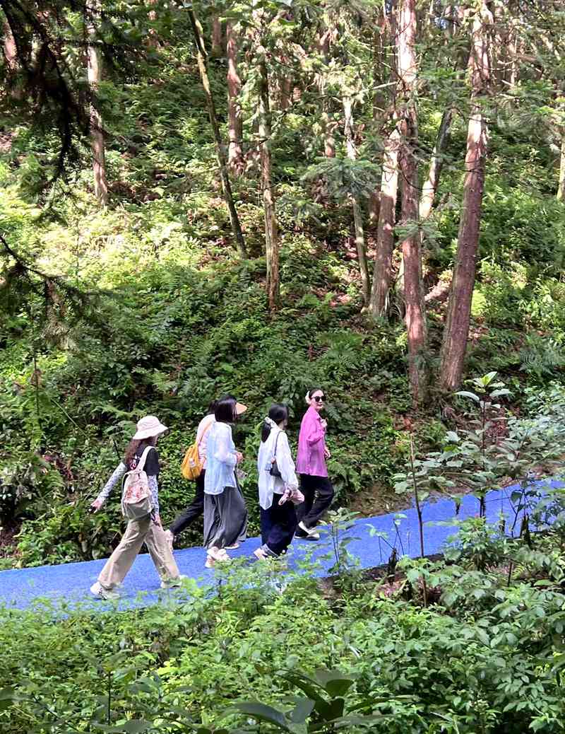 金蘭鳳凰景區內，游客在森林里漫步。任思宇攝