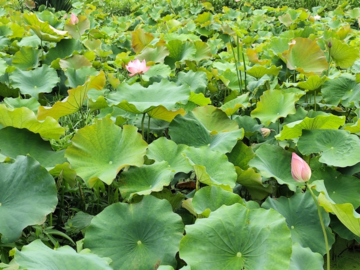 土河荷塘苗鄉的荷花初綻。張朋 攝.jpg