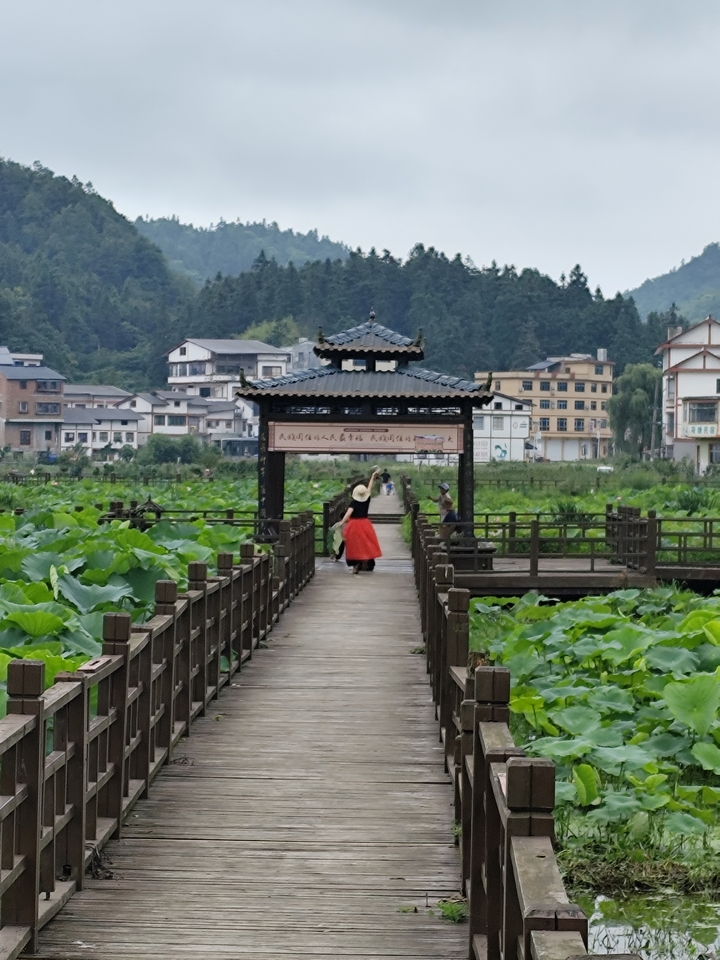 荷塘上的木棧道，游客在跳舞娛樂。張朋 攝.jpg