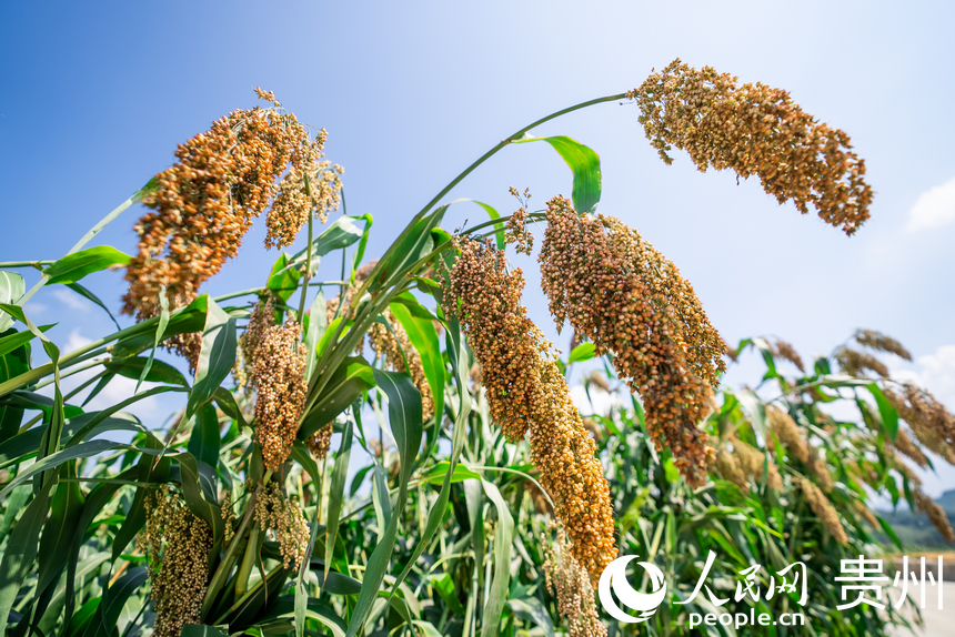 貴州省仁懷市長崗鎮茅坡村內即將收獲的高粱。人民網記者 涂敏攝