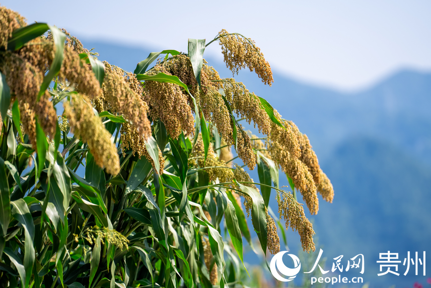 貴州省仁懷市長崗鎮茅坡村內即將收獲的高粱。人民網記者 涂敏攝