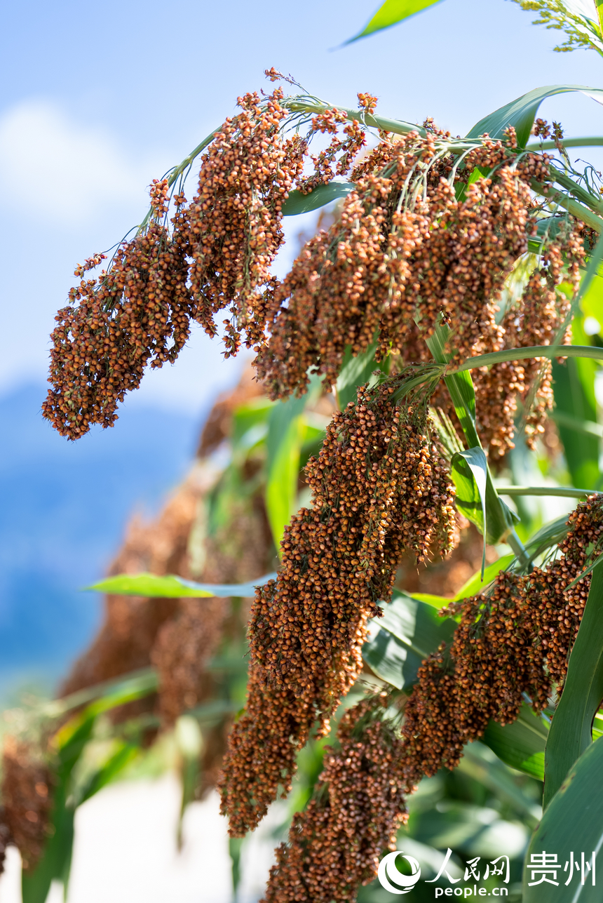 貴州省仁懷市長崗鎮茅坡村內即將收獲的高粱。人民網記者 涂敏攝