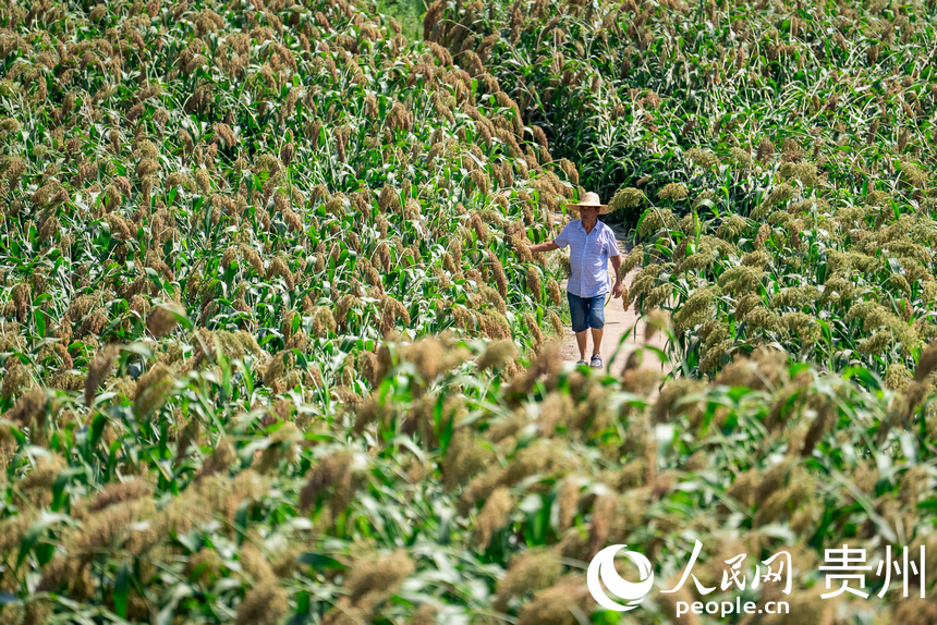 當地村民在田間查看高粱生長情況。人民網記者 涂敏攝