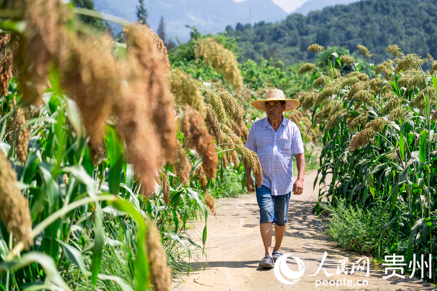 當地村民在田間查看高粱生長情況。人民網記者 涂敏攝
