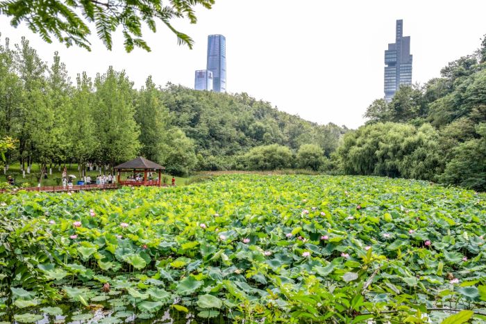 一池夏韻“荷”你有約 觀山湖公園荷花盛放。