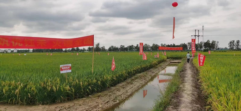 圖為貴州筑農高科種業有限公司科研基地。