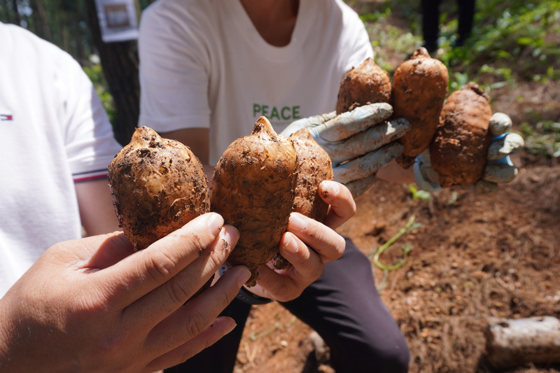 貴州省農業科學院農作物品種資源研究所天麻科技成果示范應用。