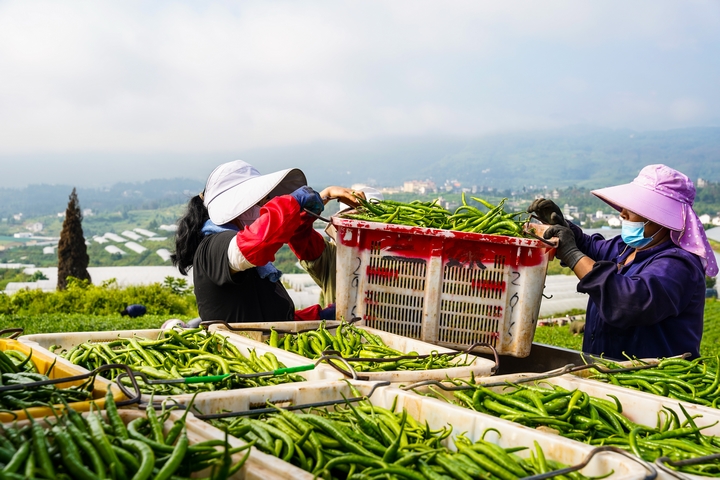 工人將采摘來的辣椒進行裝箱。  陳春志、廖恩來 攝