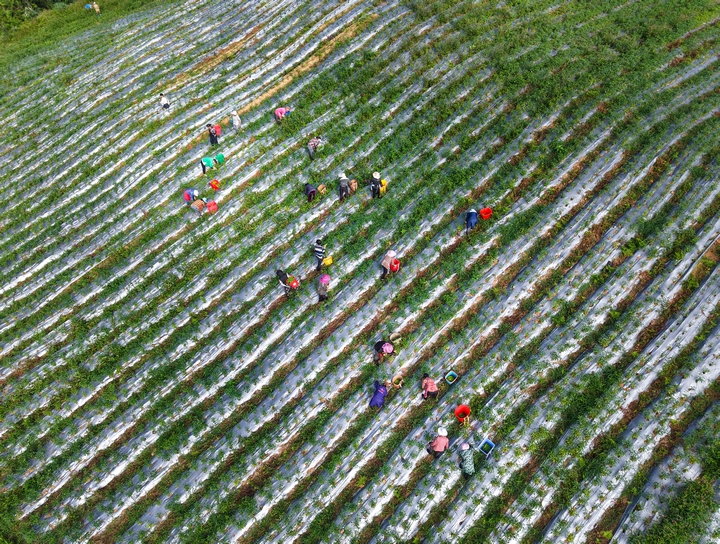 工人正在畢節市赫章縣平山鎮農業園區采摘辣椒。