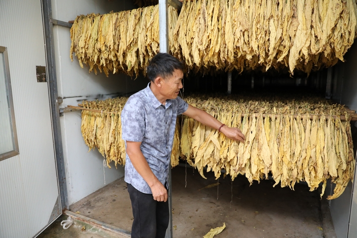 赫章縣可樂鄉村民在看望烤房里的烤煙（周靈君 攝