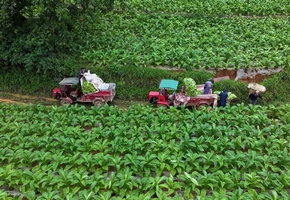貴州赫章：1.6萬畝“黃金葉” 富了眾鄉親