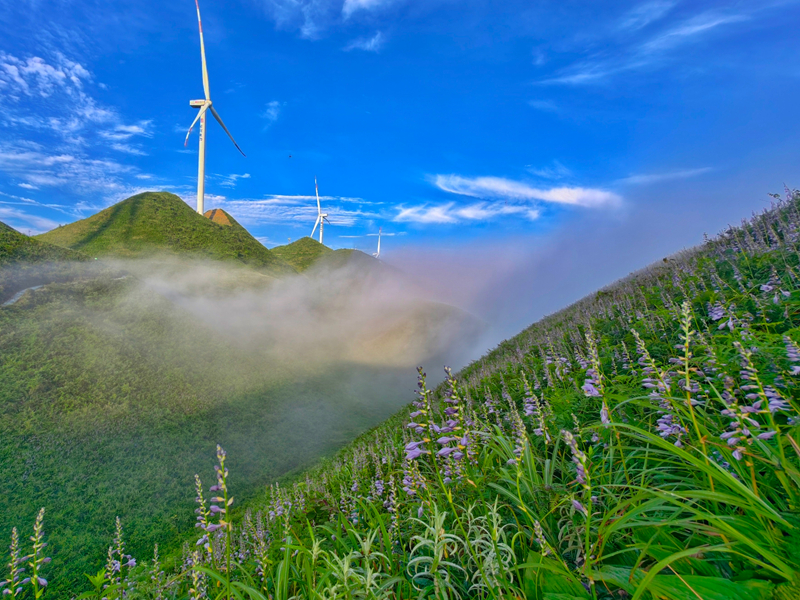 玉簪花風景帶。
