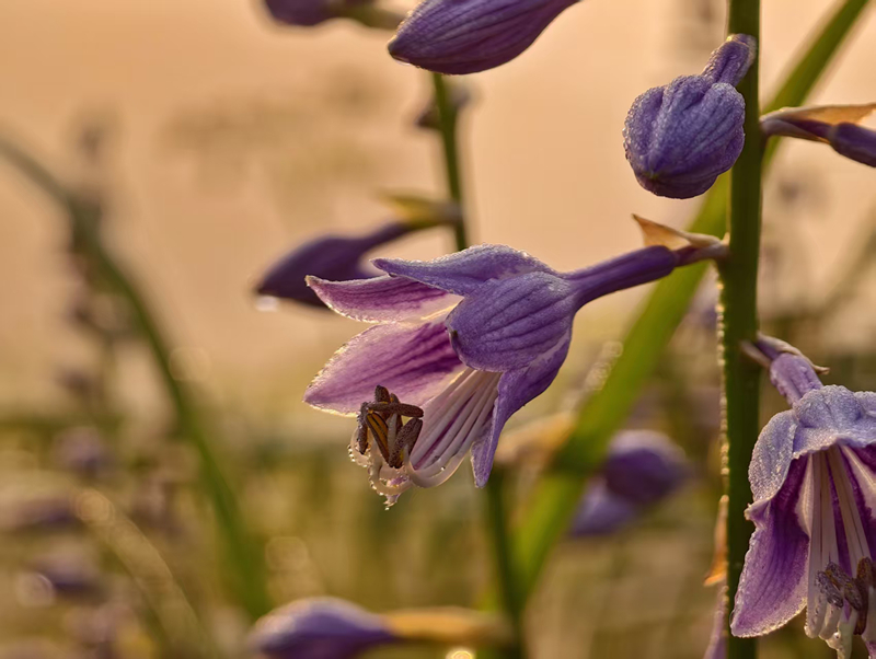 貴州玉簪花風景帶。