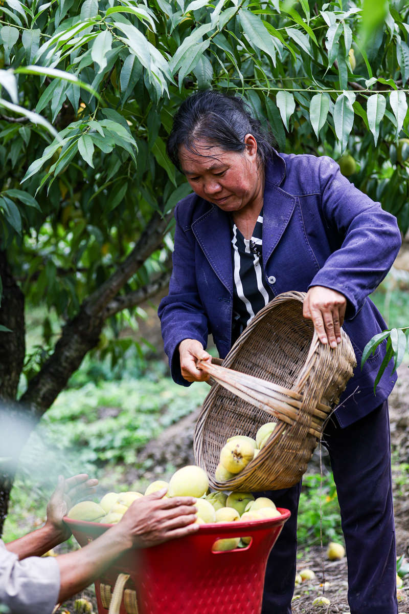 果農們正將果子裝框。