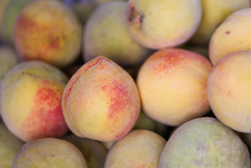 百余畝黃桃喜獲豐收。