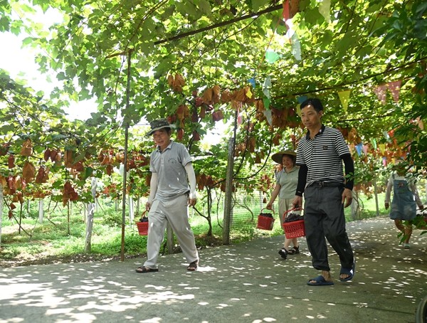 松桃寨冠村：葡萄成熟季 游客采摘忙。