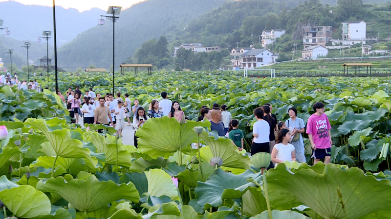 圖為水井村千畝荷花盛開，游人如織。