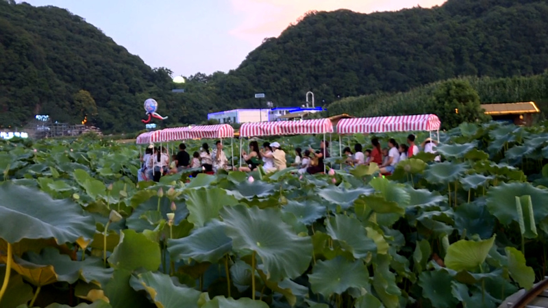 圖為游客乘坐觀光小火車進入荷塘觀賞荷花。