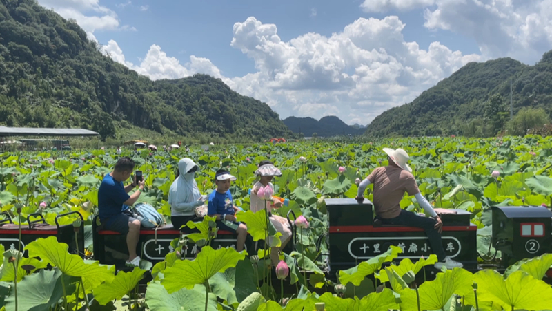 十里荷廊非你莫“暑”田園畫卷“荷”你相約。