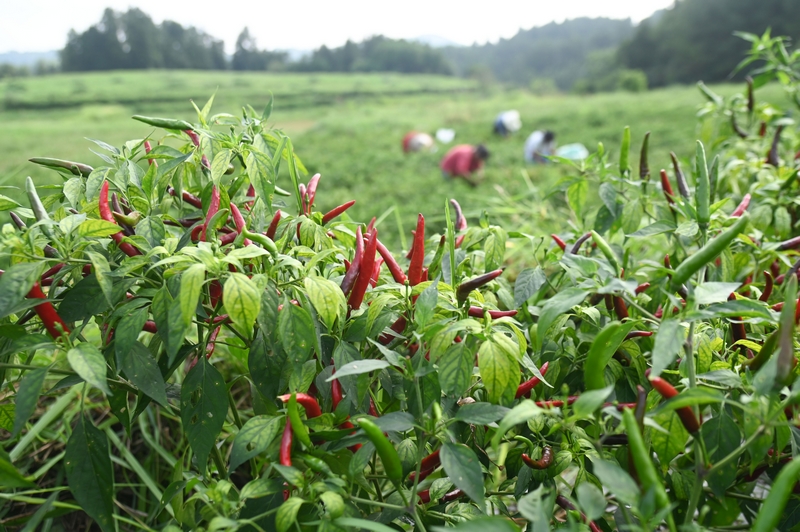 8月6日，村民在松桃苗族自治縣黃板鎮前豐村采摘辣椒。 