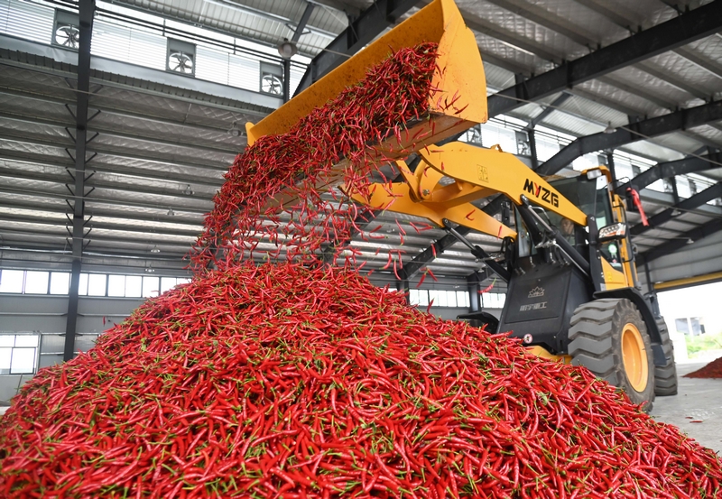 8月6日，村民在松桃苗族自治縣太平營街道辣椒加工廠里忙碌。