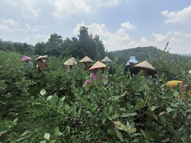 藍莓采摘現場。