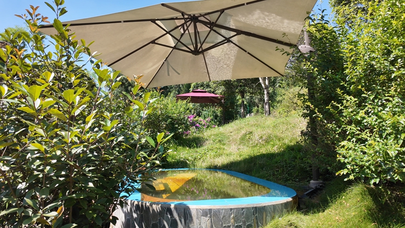 綠植環抱小泉池，藏著夏日清涼意。張川攝