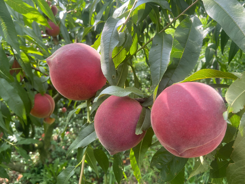 飽滿圓潤的桃子。吳竹彧攝