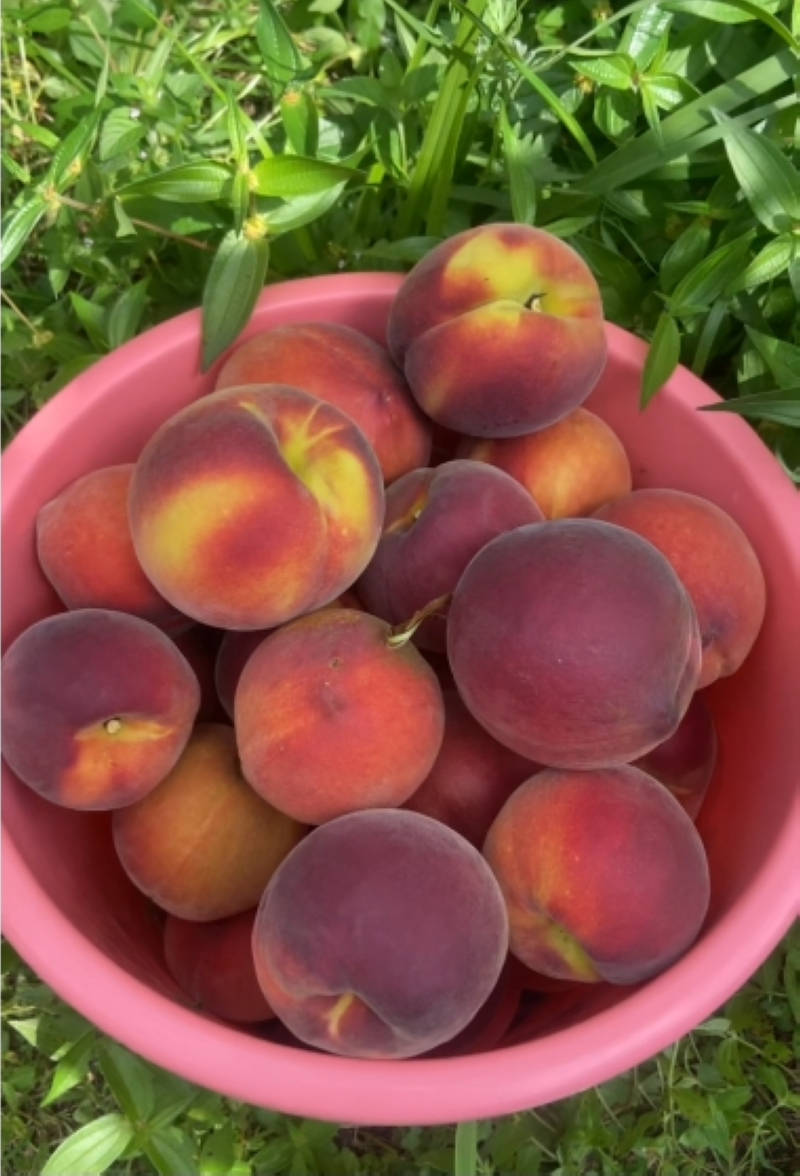 豐收的黃桃。郭振東攝