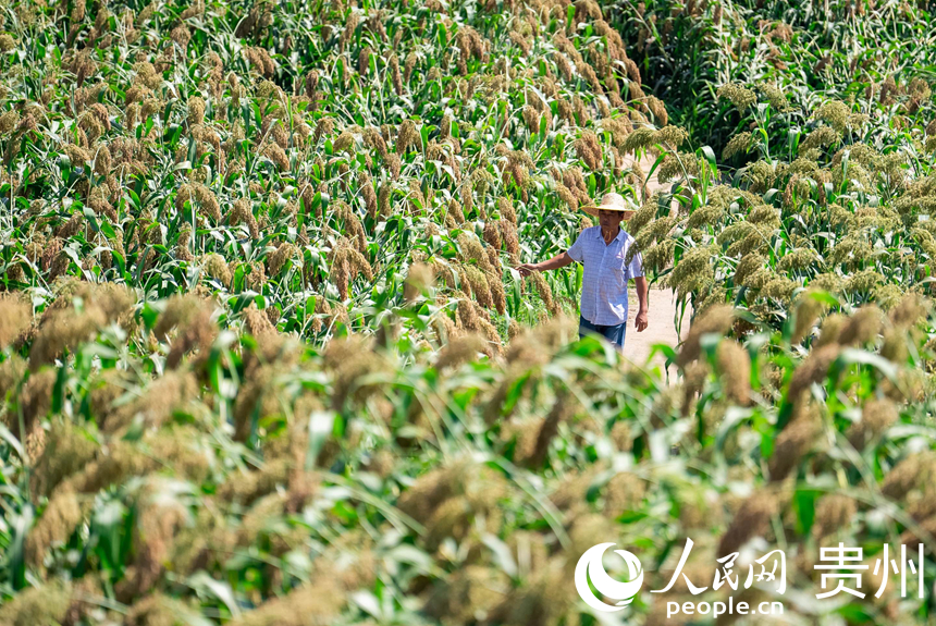 茅坡村高粱豐收。人民網記者 涂敏攝  