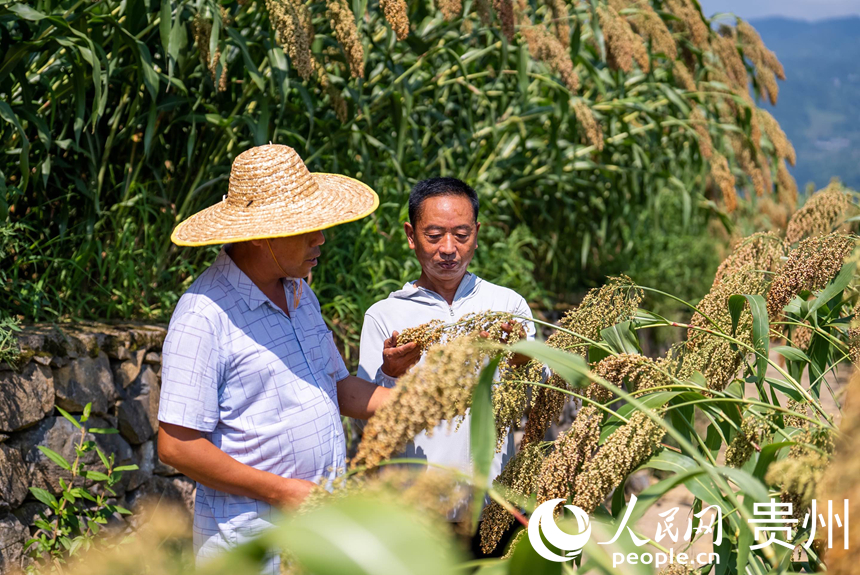 茅坡村高粱豐收。人民網記者 涂敏攝