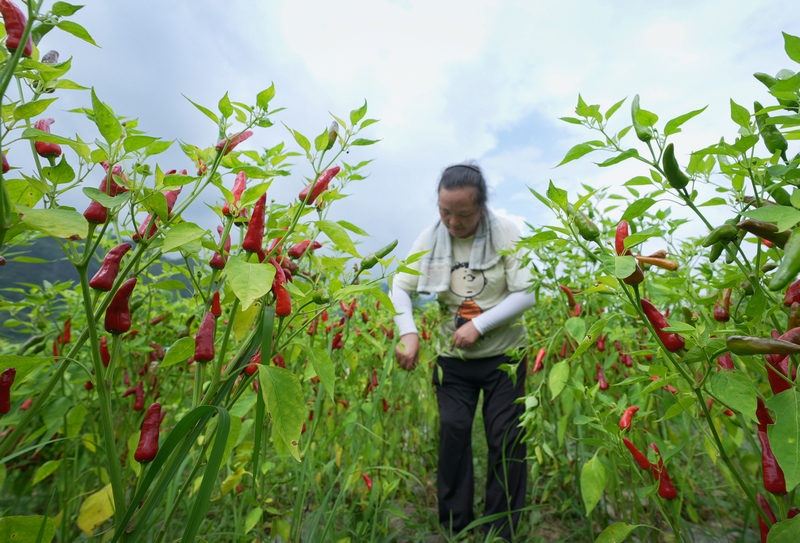 村民正在采摘辣椒。