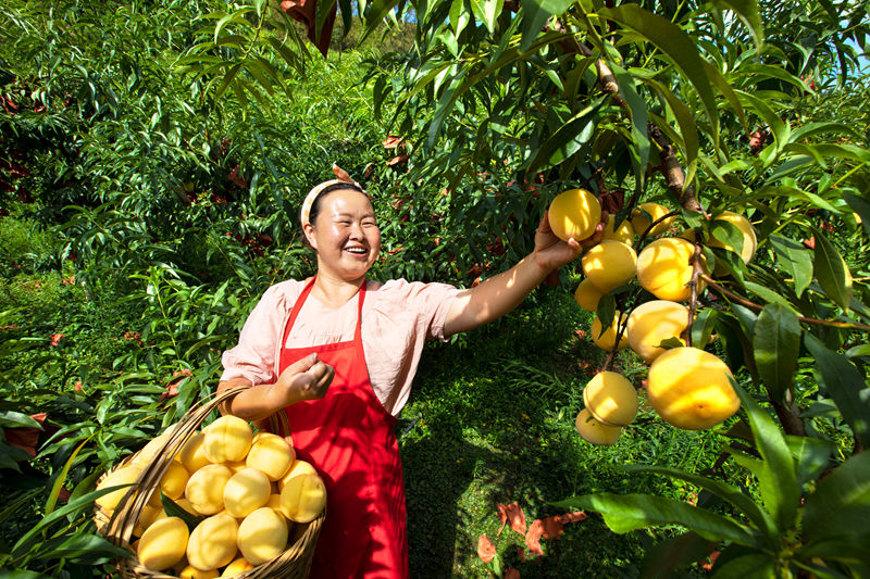 村民在貴州省黔西市洪水鎮官莊村豐月谷水果種植基地采摘黃桃。