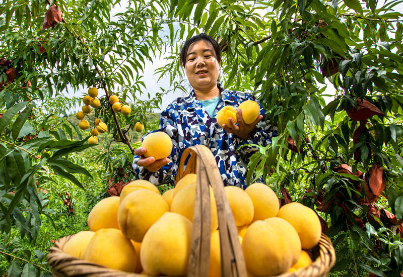 村民在貴州省黔西市洪水鎮官莊村豐月谷水果種植基地采摘黃桃。