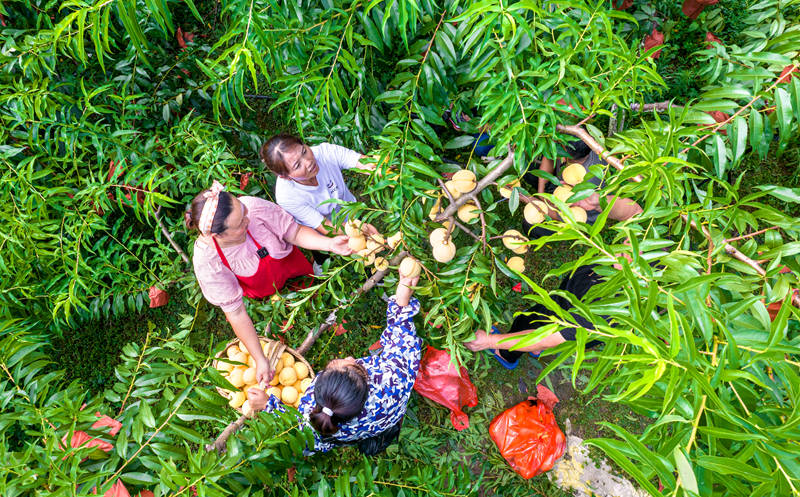 村民在貴州省黔西市洪水鎮官莊村豐月谷水果種植基地采摘黃桃（無人機照片）。