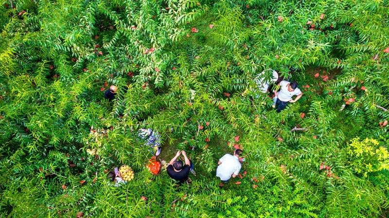村民在貴州省黔西市洪水鎮官莊村豐月谷水果種植基地采摘黃桃（無人機照片）。