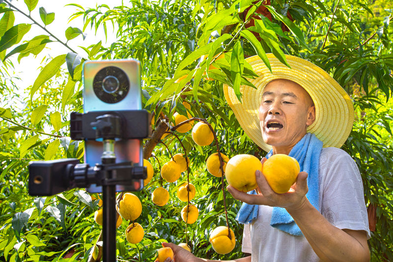 村民在貴州省黔西市洪水鎮官莊村豐月谷水果種植基地直播銷售黃桃。