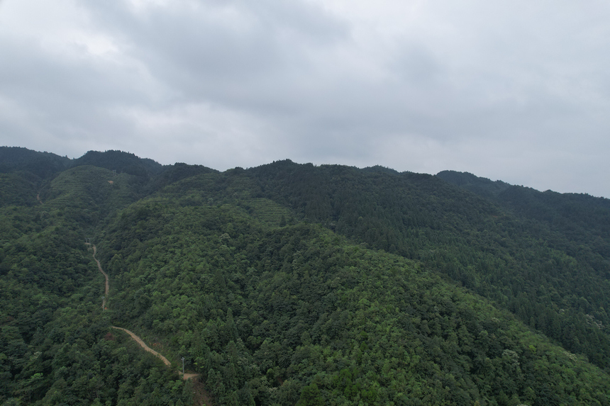 黎平縣德順鄉龍安村森林圖景。