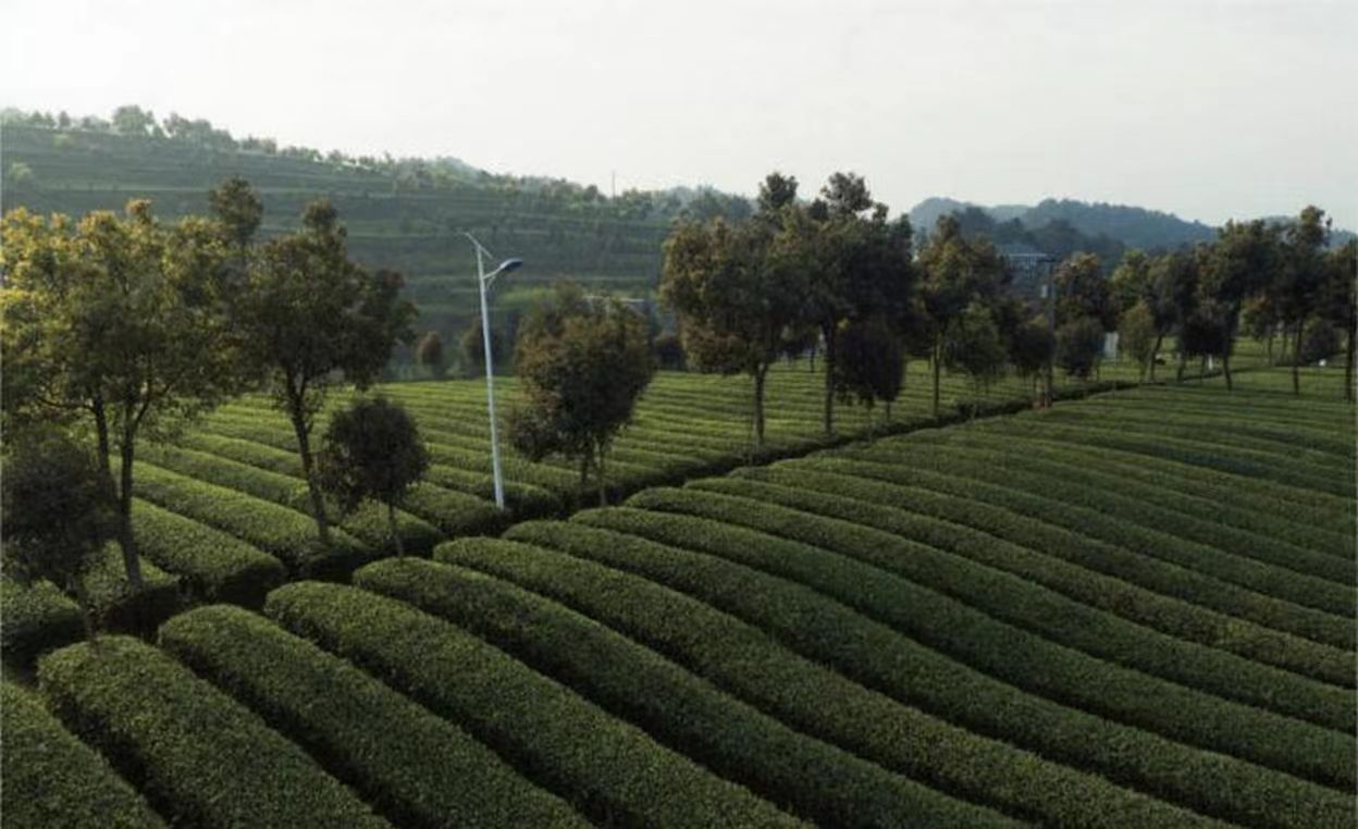 茶葉美景。