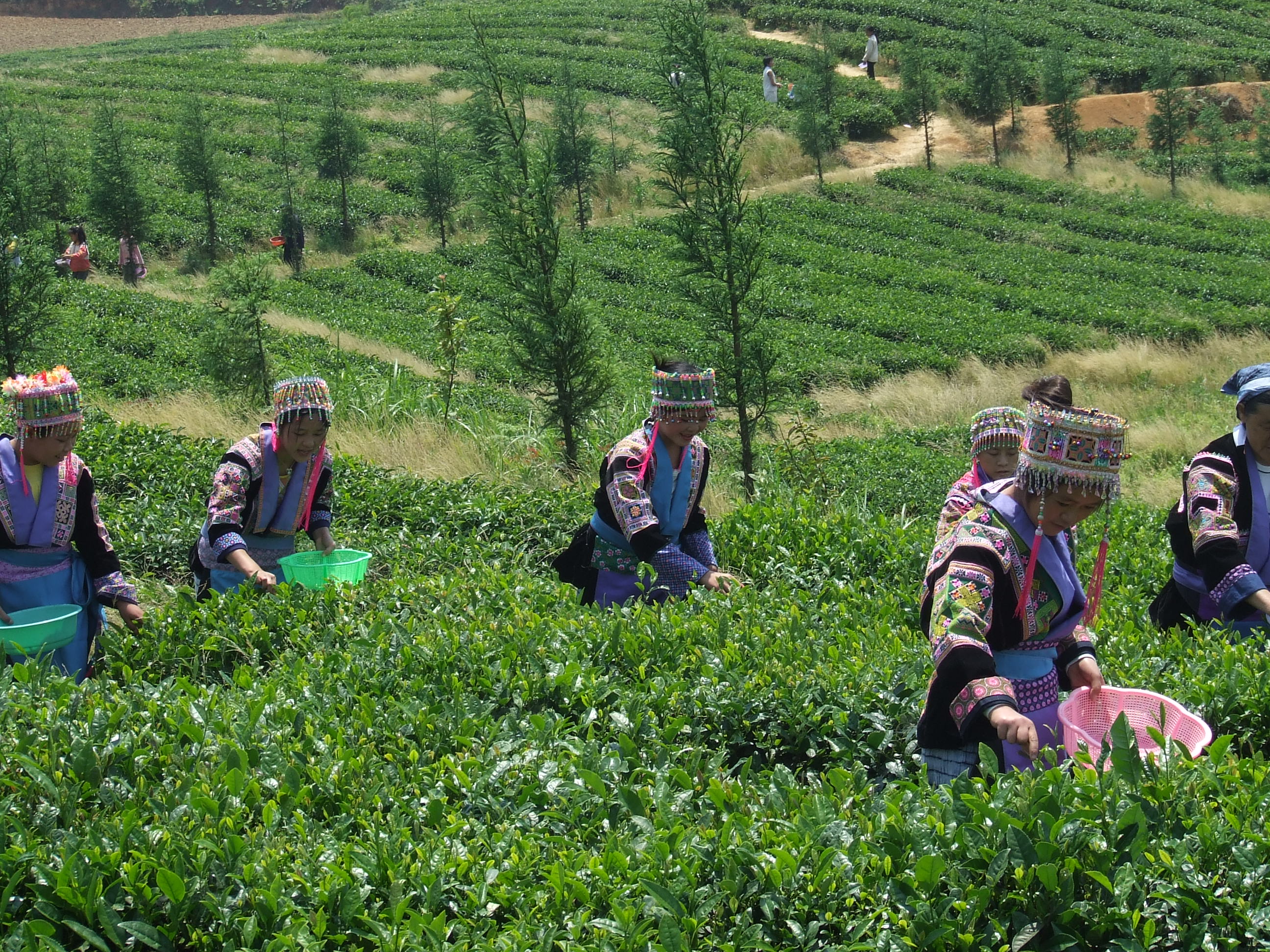 云山茶海。