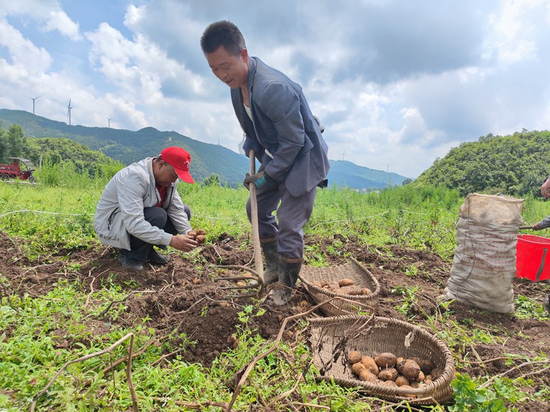 赫章縣興發鄉村民采挖畢薯8號馬鈴薯。羅靜漪攝