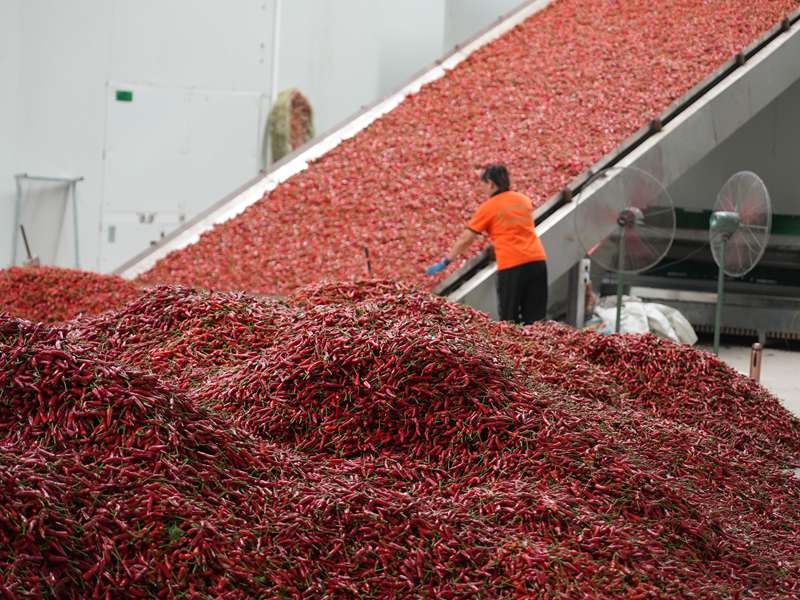 成噸的鮮辣椒陸續送入烘干線。