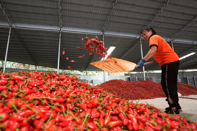 火紅的辣椒映紅了車間。