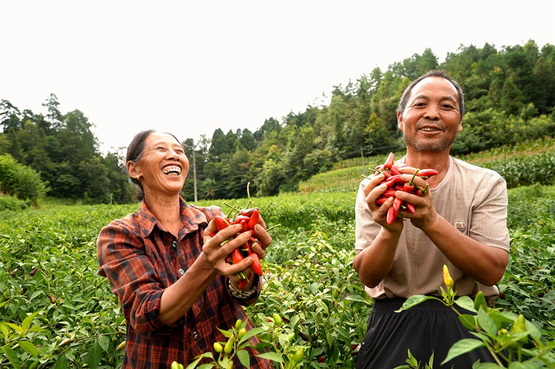 農戶的臉上洋溢著豐收的喜悅。